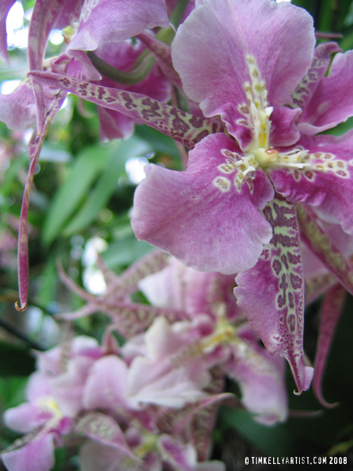 orchidpurple